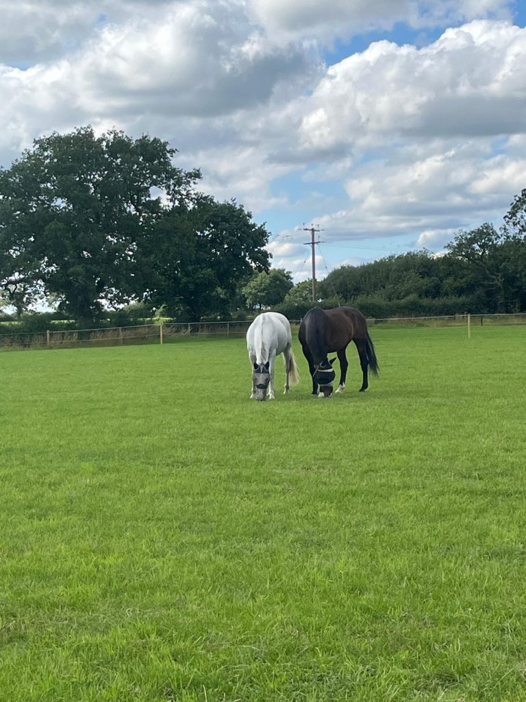 horses in field