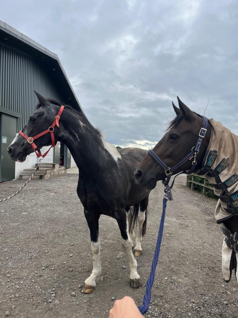 equine care