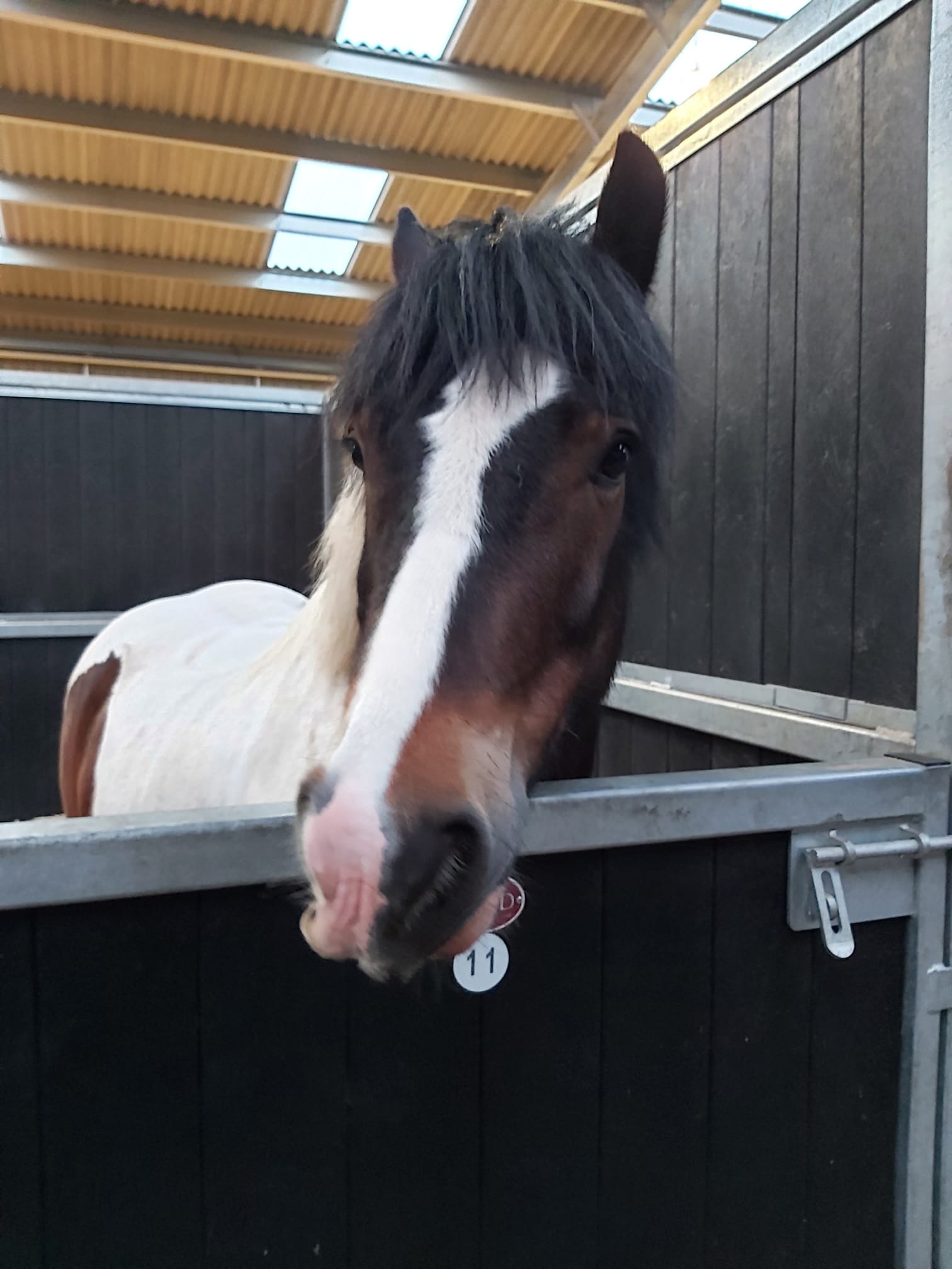 Horse in livery